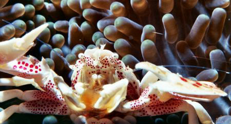 Porcelain Crab in it anenome. Nikonos V 1:1 Macro extension by Marylin Batt 